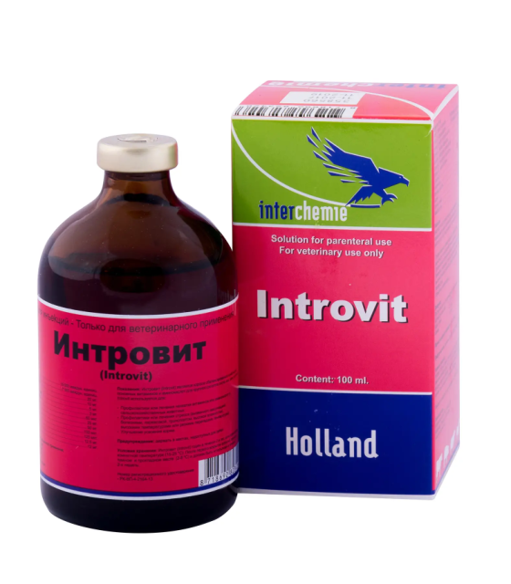 Интровит (Нидерланды)