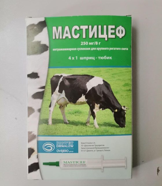 Мастицеф (Польша)